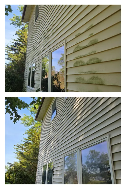 Before and after: green algae streaks soft washed off cream vinyl house siding