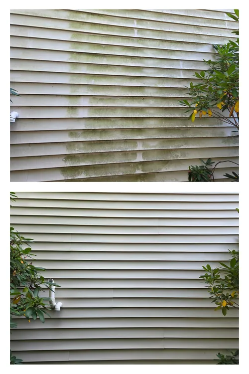 Before and after: heavily algae-stained lap siding behind a shrub, washed clean