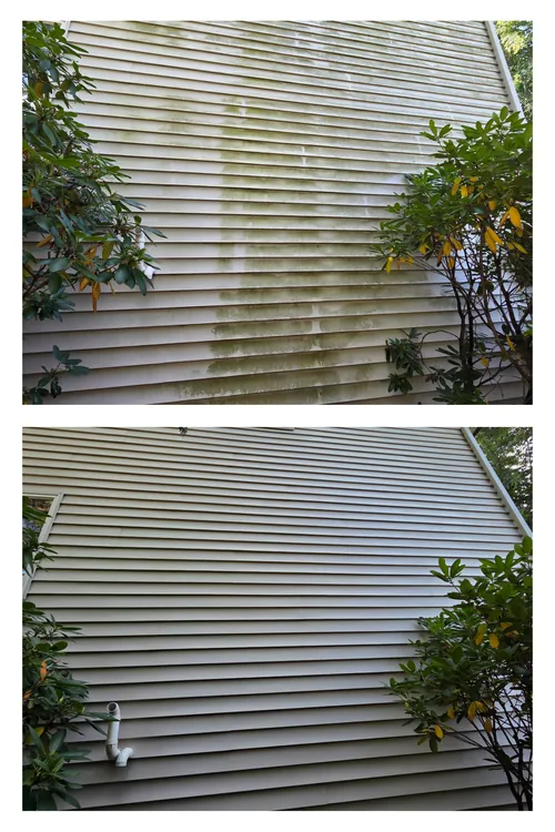 Before and after: green growth soft washed off house siding beside the shrubs